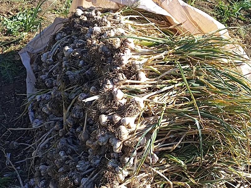 Harvesting Garlic January, 2026