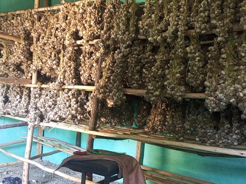 Braided garlic bulb Seed at Storage shelf