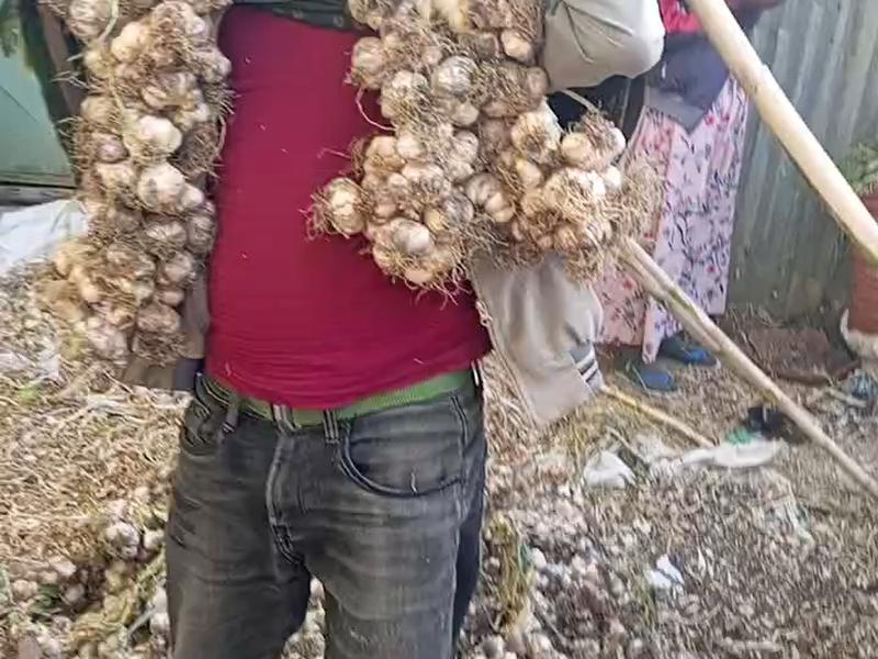 Braiding Garlic bulb Seed before storage